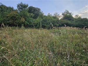 Väčšina plochy zarastá smlzom a drevinami. Centrálna časť TML.