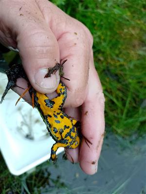 Bombina variegata