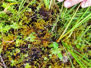 Hamatocaulis vernicosus na TMP