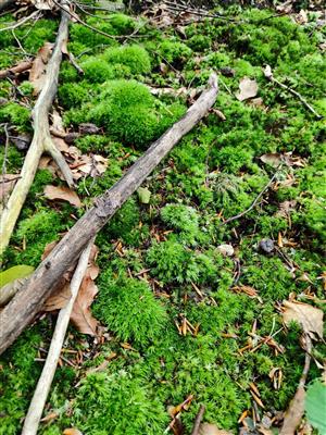Leucobryum glaucum