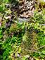Leucobryum glaucum
