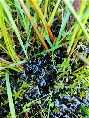 Hamatocaulis vernicosus na TMP1