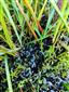 Hamatocaulis vernicosus na TMP1