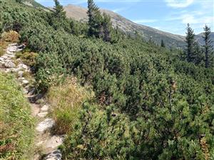 Porast kosodreviny v okolí turistického chodníka so solitérnymi smrekmi nad hornou hranicou lesa (1550 m n.m.)