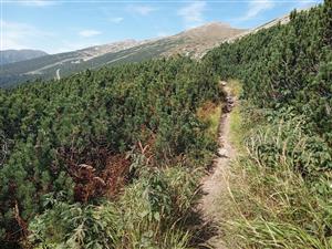 Druhovo chudobný porast kosodreviny na silikátovom substráte. Na presvetlených okrajoch rastie Calamagrostis villosa, Rubus idaeus