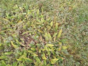 Podmáčaná plocha s Potentilla anserina a Cirsium oleraceum