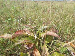 Bistorta major v poraste