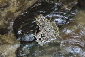 Bufo bufo