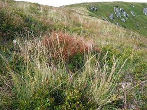 Detail porastu s Nardus stricta, Juncus trifidus, Vaccinium myrtillus a V. vitis-idaea