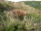 Detail porastu s Nardus stricta, Juncus trifidus, Vaccinium myrtillus a V. vitis-idaea