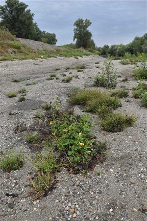 Porasty Persicaria lapathifolia a druh Cucurbita pepo
