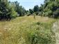 užovka stromová (23.6.2024)