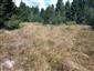 Celkový pohľad na otvorenejšie plochy s Deschampsia caespitosa