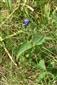Clemitis integrifolia