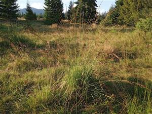 Zamokrená časť s Molinia