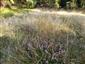 Porast s Calluna vulgaris a Nardus stricta