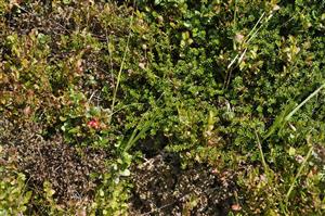 Detail porastu s Empetrum hermafroditum, Vaccinium myrtillus, V. vitis-idaea a Cetraria islandica