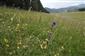Suchomilné travinnobylinné a krovinové porasty na vápnitom podloží (*dôležité stanovištia Orchideaceae) (1.7.2024)