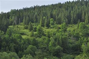 Pohľad od cesty na zarastajúce nelesné plôšky, ktoré už pohlcuje les 