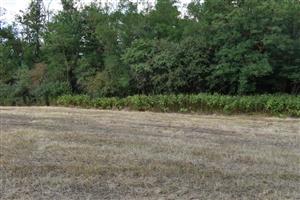 Po okrajoch sa šíria nepôvodné druhy - napr. Sambucus ebulus