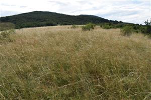 Pohľad na biotop z východu