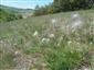 Pulsatilla v poraste biotopu Tr2