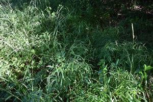 Pohľad na porasty cieľového biotopu.