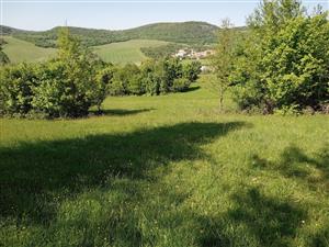 V severnej časti TML solitérne stromy a remízky