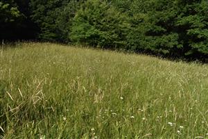 Charakter porastu na lúčke s výskytom Orchis coriophora