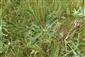 Taraxacum serotinum
