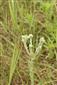 Filago vulgaris