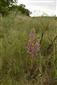 Phelipanche arenaria