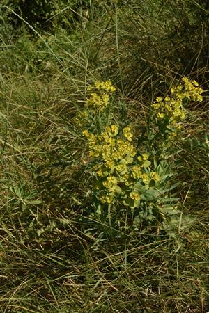 Euphorbia glareosa