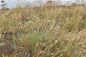 Dianthus serotinus