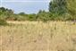 Porast s Asclepias syriaca, v pozadí Calamagrostis epigejos