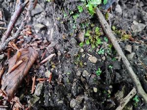 Mannia triandra na TMP5