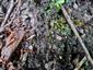 Mannia triandra na TMP5