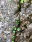 Mannia triandra na TMP7
