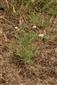 Achillea ochroleuca