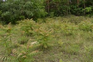 Intenzívny nástup Ailanthus altissima v niektorých častiach TML