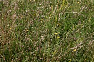Detailný pohľad na druhové zloženie a štruktúru porastov cieľového biotopu