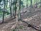 Pohľad na TML a Leucobryum