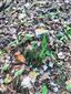 Buxbaumia viridis na pni
