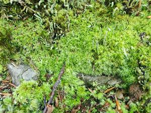 Leucobryum glaucum
