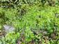 Leucobryum glaucum