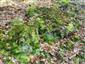 Leucobryum glaucum
