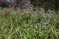 Pohľad na druhové zloženie cieľového biotopu v hornej časti TML s dominanciou Scirpus sylvaticus a Mentha longifolia