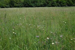 Pohľad na porasty cieľového biotopu v strednej časti TML