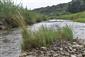 Štrkové lavice uprosted koryta rieky s Calamagrostis pseudophragmites.