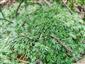 Leucobryum glaucum